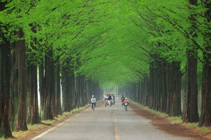 Metasequoia Forestroad di Jeollanamdo.