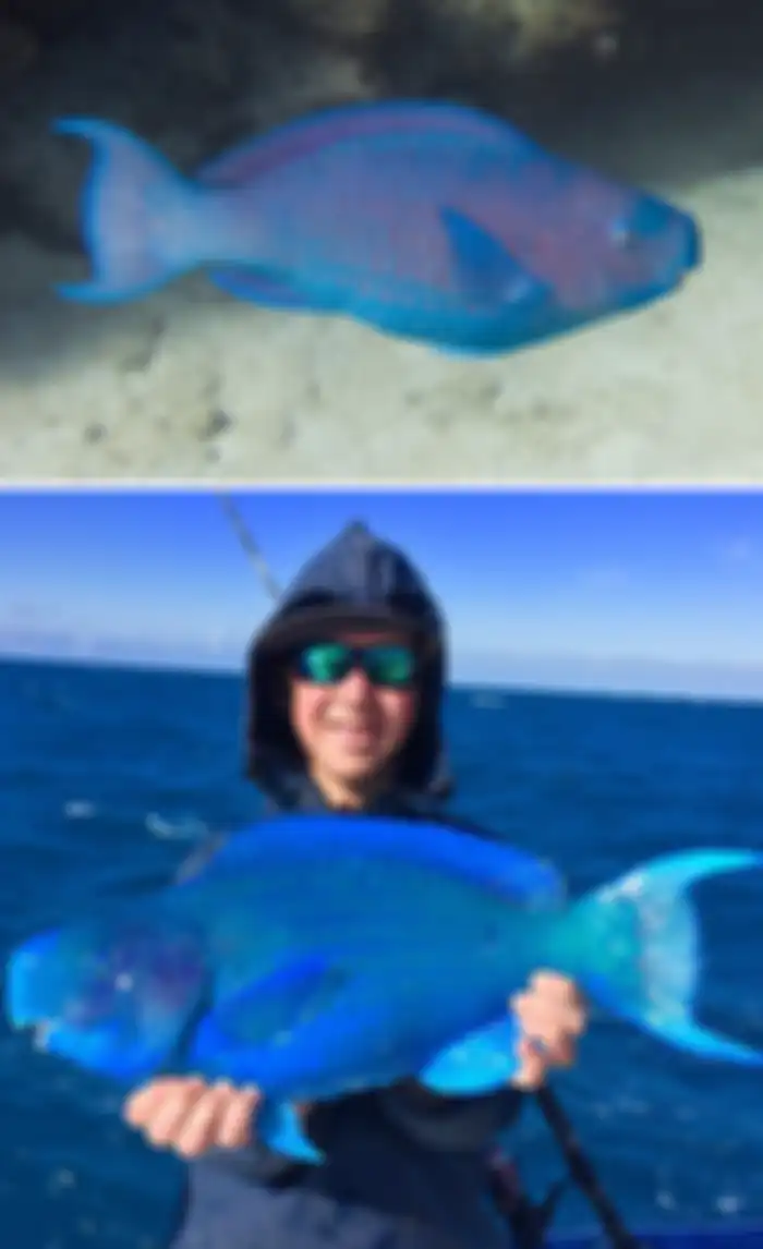 Ikan Kakatua Biru