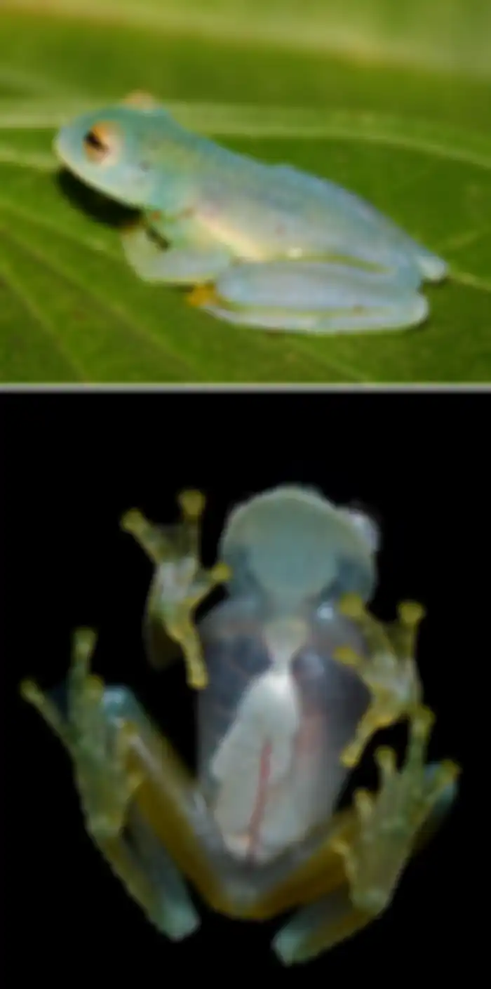 Katak Kaca