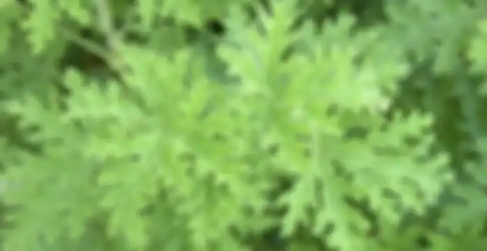 Citronella geranium