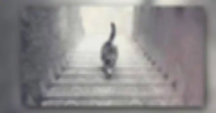 tes kepribadian gambar kucing