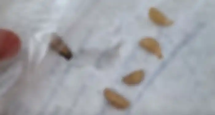 Larva lalat kuda yang bersarang 
