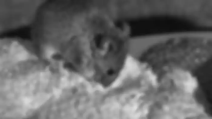 Makanan yang berserak mengundang tikus masuk ke dalam rumah.