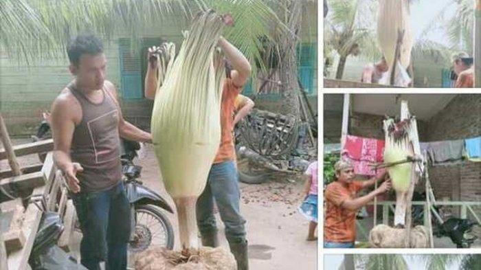 Tangkapan layar unggahan foto di media sosial. Unggahan foto yang disebutkan pengunggahnya di sebuah tempat yang disebut oleh pengunggahnya berada di Dusun Pulo Godan. Dusun tersebut berada di berada di Desa Silumajang, juga di Kecamatan Na IX-X, Labuhanbatu Utara ini viral, pasalnya bunga tersebut 