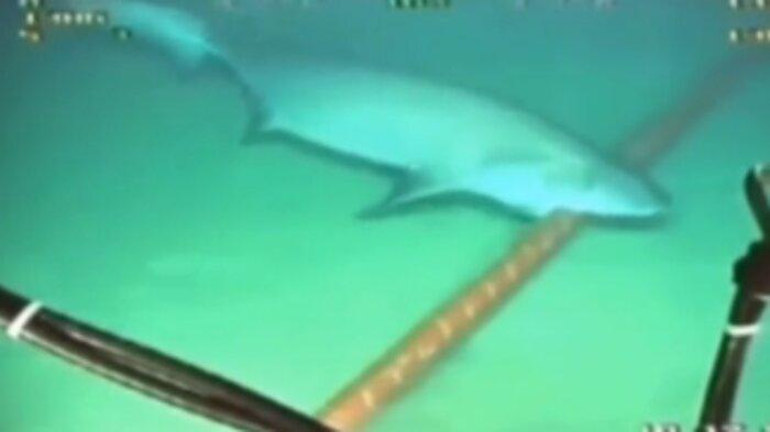 Video seekor ikan hiu gigit kabel di dasar laut