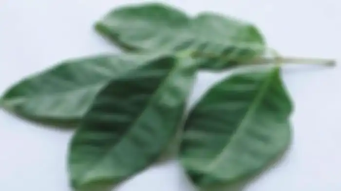 Gantungkan Daun Salam di Tempat Keluar Masuknya Kecoa, Ajaib Ini yang Akan Terjadi!