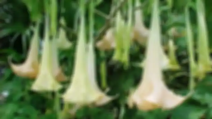 Kecubung
