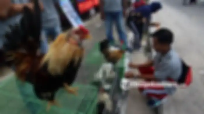 Ilustrasi pelihara ayam