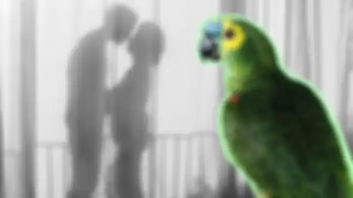 perselingkuhan terungkap karena kicauan burung beo