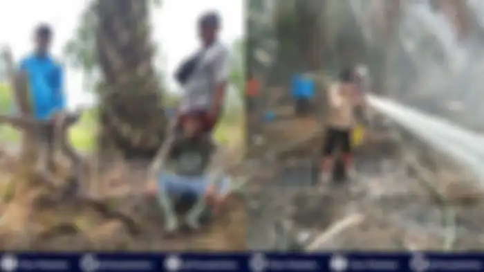 Petugas Pemadam Karhutla di Riau, Bertemu Kawanan HARIMAU Sumatera hingga Ular King Cobra 