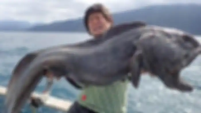 Belut Serigala yang ditangkap oleh pemancing.