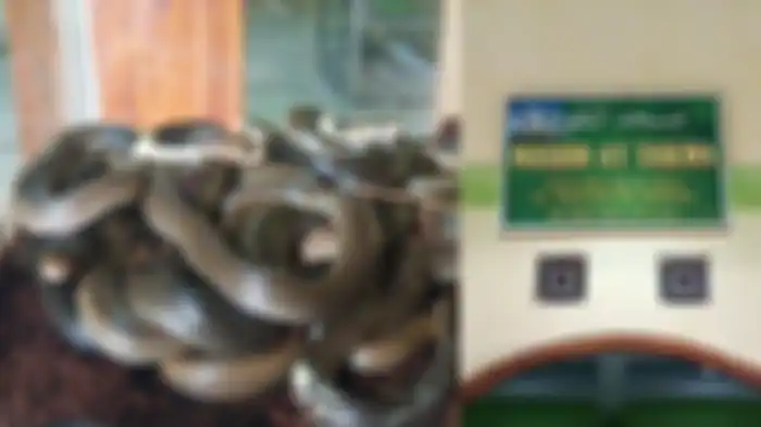 Ular yang ditemukan di sebuah masjid di Sukoharjo, Jawa Tengah