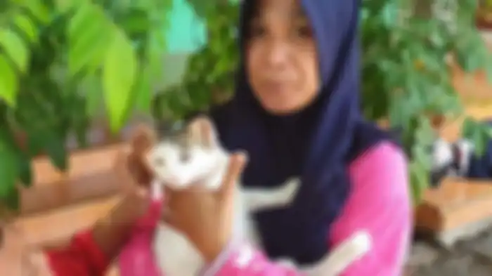 Seekor kucing kampung berhasil selamatkan satu keluarga di Mojokerto dari teror ular kobra 