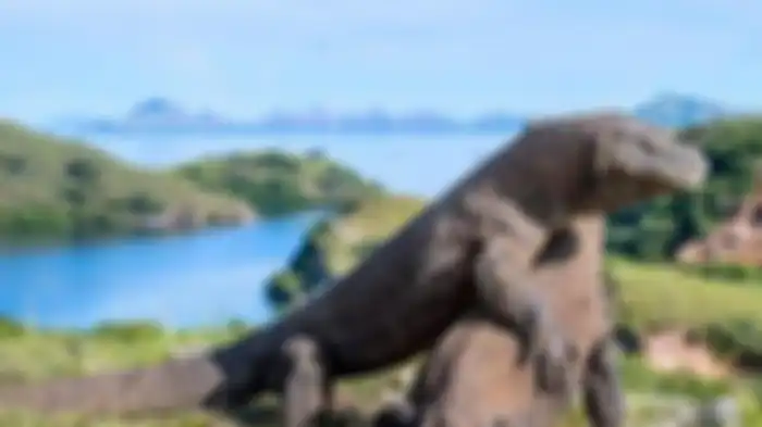 Komodo, satu-satunya satwa purba di dunia yang hanya bisa ditemukan di Taman Nasional Komodo, Nusa Tenggara Timur.