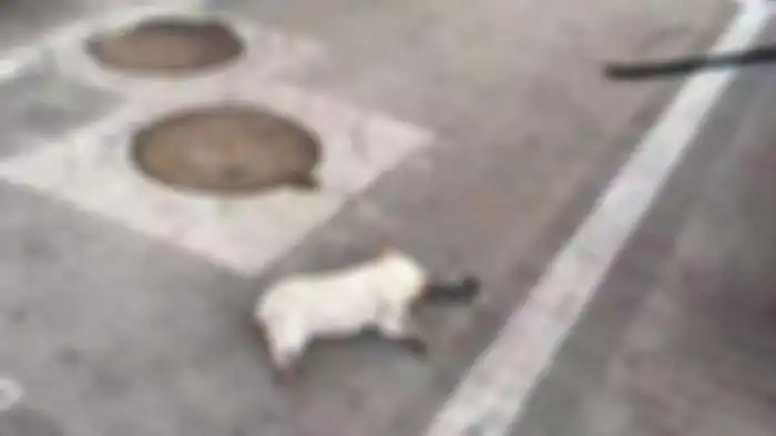 Seekor anjing mati pasca dilempar pemiliknya lewat jendela apartemen