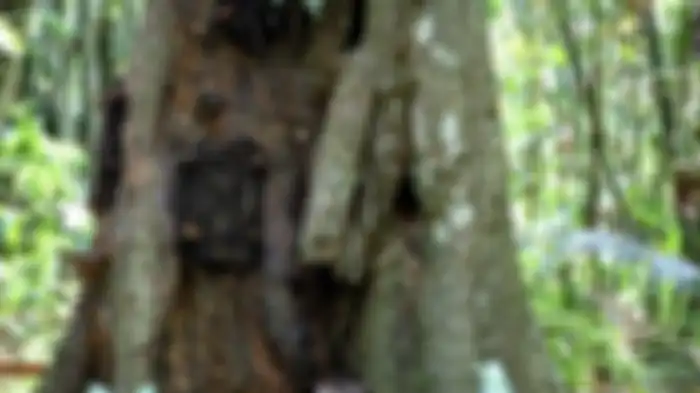 Kuburan Bayi Kambira, Tana Toraja