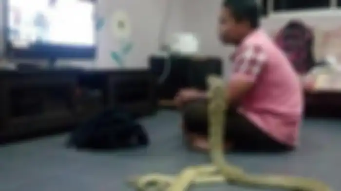 Percaya Itu Sosok Pacarnya yang Meninggal Hidup Kembali, Pria Ini Nikahi Ular Cobra Sepanjang 10 Kaki