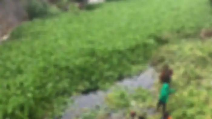 Tuliskan Tahap Awal Eceng Gondok untuk Dapat Menjadi Bahan Baku Kerajinan! Jawaban Soal Pesona di Balik Eceng Gondok TVRI Jumat 15 Mei 2020