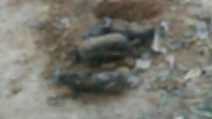 Bungkusan pocong di sebuah makam