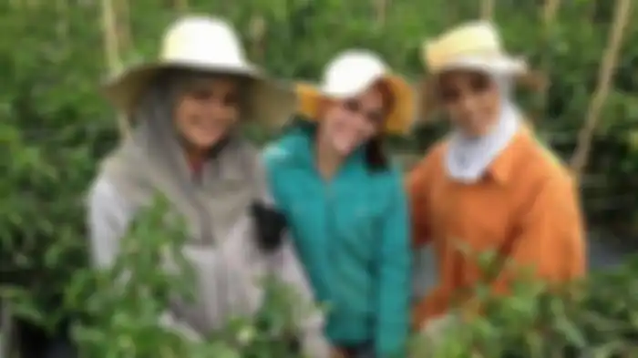Tiga perempuan Noiva do Cordeiro muda dan cantik berfoto di ladang pertanian mereka.