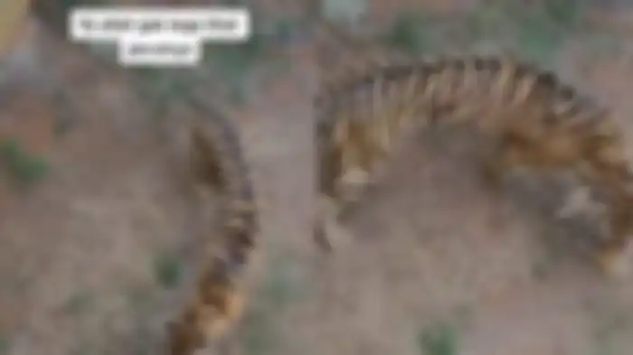 Harimau sumatera yang tampak kurus dan berjalan gontai