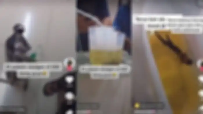 video ikan cupang masuk IGD