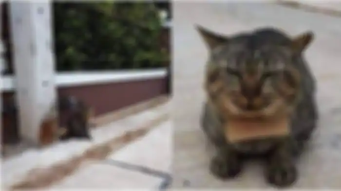 Kucing abu-abu yang viral karena bawa tagihan utang 