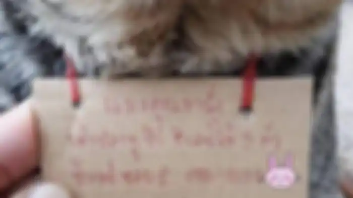 Kucing dengan tagihan di lehernya