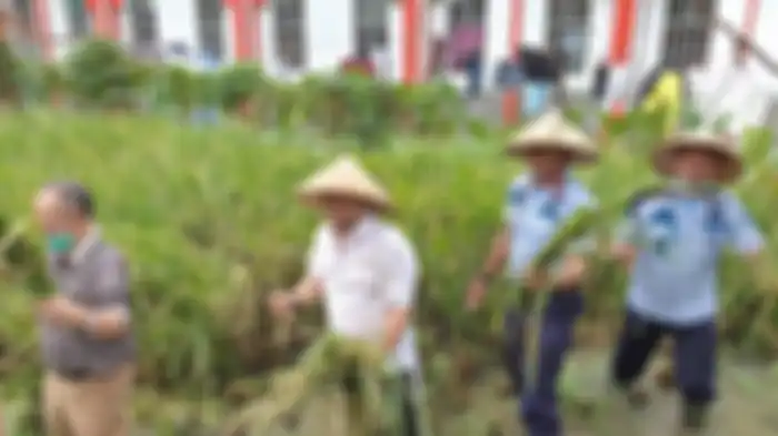 Penampakan Setya Novanto dan Dada Rosada Saat Panen Padi di Lapas Sukamiskin.