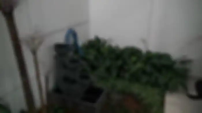 Mini garden