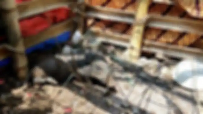 Babi yang diduga jadi-jadian dan diamankan warga di Kelurahan Bedahan, Sawangan, Kota Depok, Selasa (27/4/2021). 