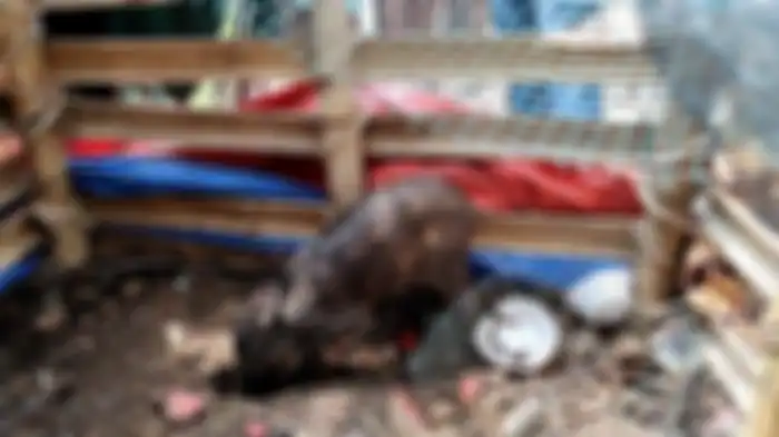 Babi yang diduga jadi-jadian dan diamankan warga di Kelurahan Bedahan, Sawangan, Kota Depok, Selasa (27/4/2021).