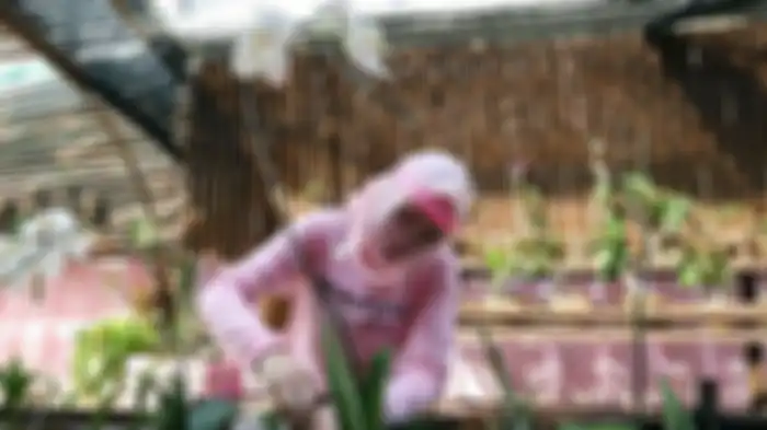 Terpidana kasus korupsi, Angelina Sondakh tengah merawat tanaman anggrek di Lembaga Pemasyarakatan (Lapas) Perempuan Kelas IIA Pondok Bambu, Jakarta Timur, Jumat (17/7/2020). 