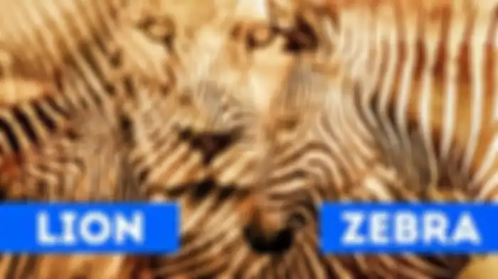 Gambar 1. Singa atau zebra? 