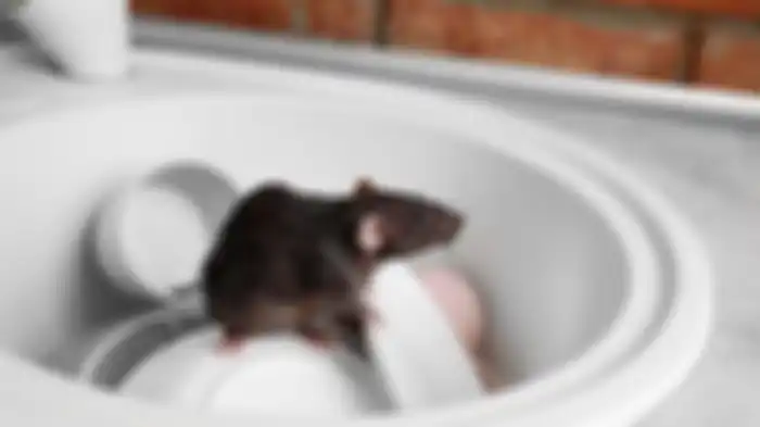 Siapa sangka cuma dengan menggunakan cabai, tikus di rumah lari terbirit-birit.