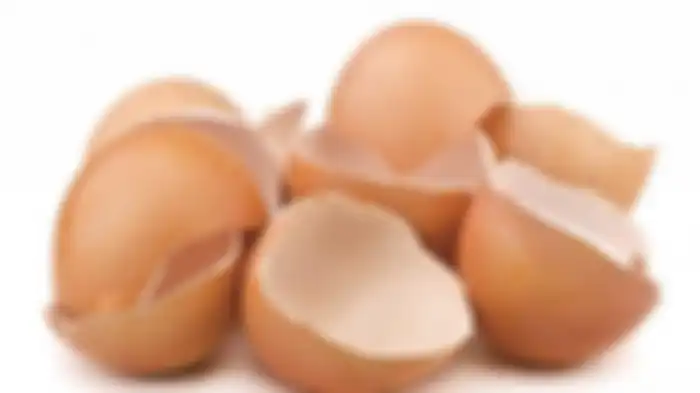 cangkang telur bisa usir cicak
