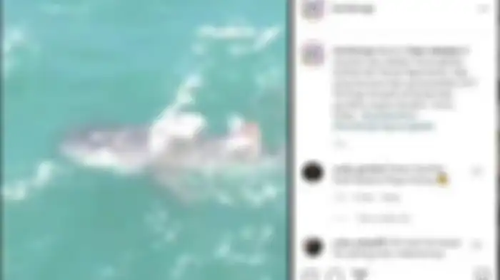 Ikan raksasa yang tiba-tiba muncul di Pantai Gunungkidul, Yogyakarta. Hiu paus  termasuk ikan raksasa yang kerap muncul di perairan Indonesia.