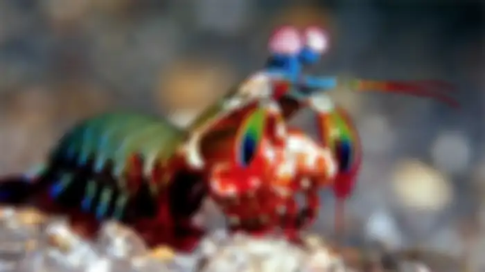 Udang mantis, hewan invertebrata. Ini contoh hewan vertebrata dan invertebrata dengan cara geraknya.