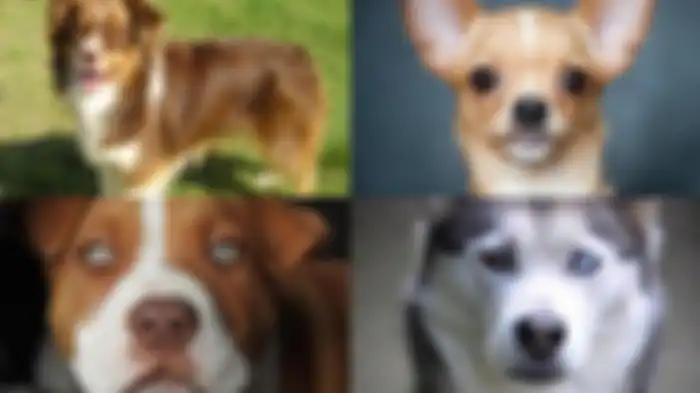 Tes Kepribadian - Pilih satu anjing yang Anda sukai, jawabannya menentukan sifat Anda yang sesungguhnya.