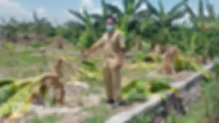 Puluhan pohon pisang milik warga di Desa Surabayan, Kecamatan Sukodadi, Lamongan, Jawa timur ludes dirusak bocah-bocah yang menirukan aksi Salam dari Binjai.