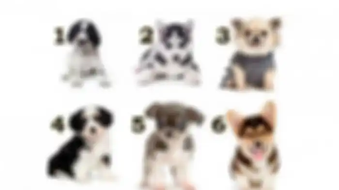 Pilih satu dari enam anak anjing yang ada pada gambar berikut dan kamu akan mengetahui apa yang paling penting bagimu dalam hidup. 