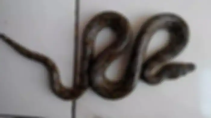 ular