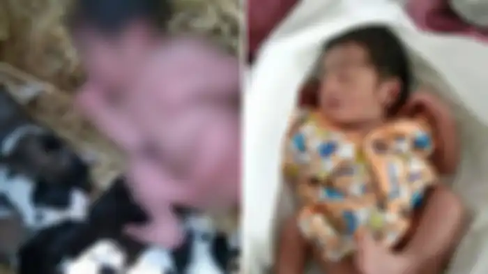 Ditemukan bayi di hutan India, selamat karena dijaga induk anjing dan anak-anaknya