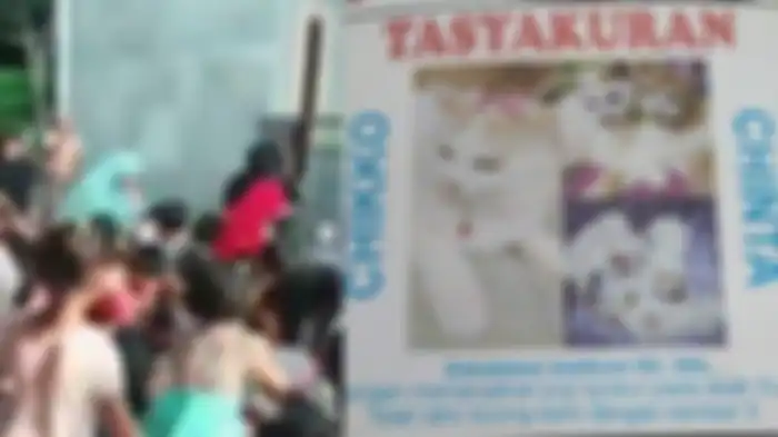 Syukuran kucing lahiran 5 anak kembar warga berebut uang koin.