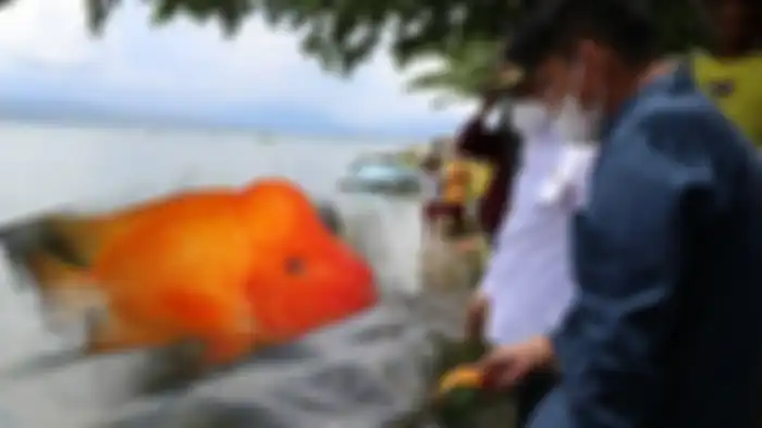 Kemunculan ikan iblis merah atau red devil bikin resah nelayan di Danau Toba
