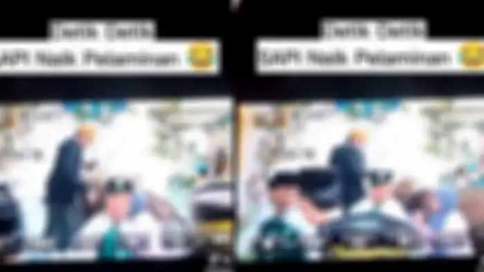 Tampak sapi naik ke pelaminan, somtak pasangan pengantin dan undangan kocar-kacir