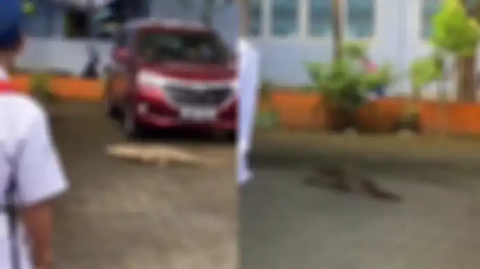 Viral di Tiktok, Buaya masuk sekolah di Maros Sulawesi Selatan. 