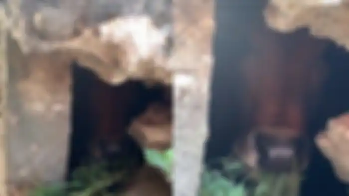 viral di TikTok memperlihatkan seekor sapi di Padang, Sumatera Barat yang kabur dan ditemukan bersembunyi di dalam got. 