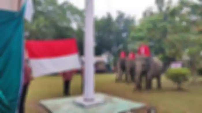 Tiga ekor gajah terlatih jadi petugas upacara HUT kemerdekaan Republik Indonesia ke-78 di kantor BBKSDA Riau, Kamis (17/8/2023) .