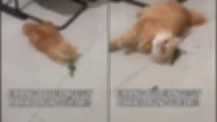 Sebuah video memperlihatkan kucing berwarna oranye atau biasa disebut kucing "oyen" memakan daun seledri beredar viral di media sosial. 
